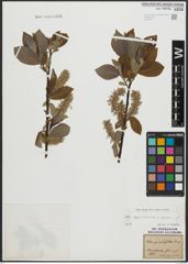 Foto von Salix appendiculata Vill. x Salix caprea L.